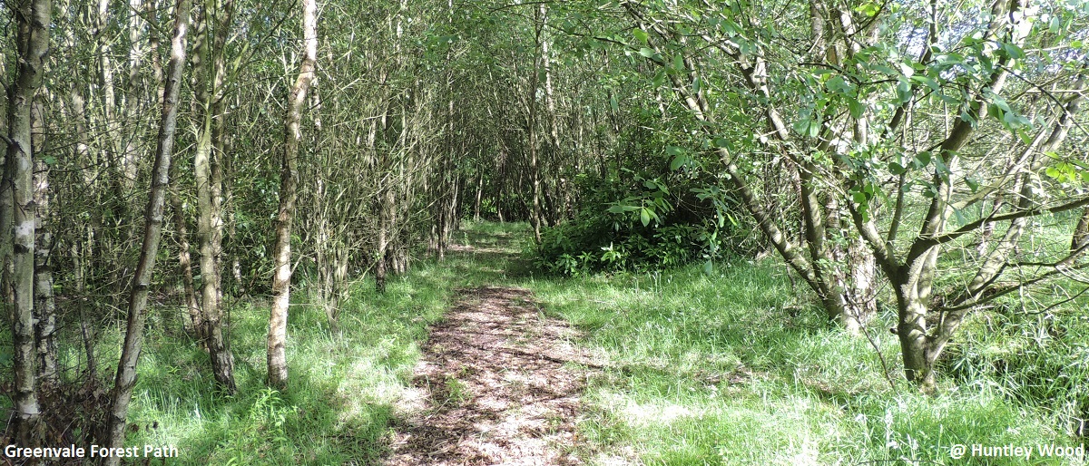 Greenvale Forest Path