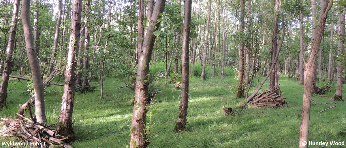 Wyldwood Forest