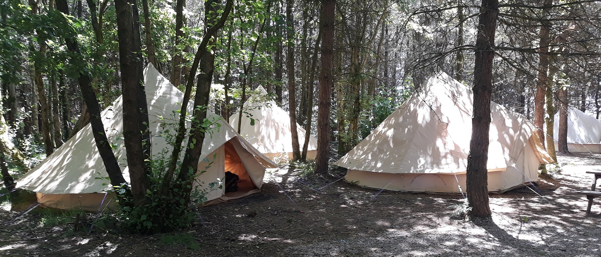 Forest Camping in the Wyldwood