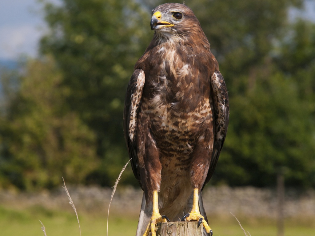 A Buzzard sitting on top of a fence post.